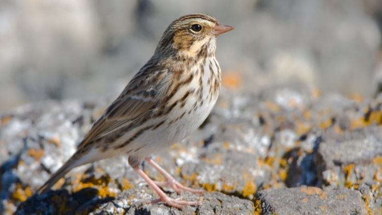 Savannah-Sparrow-Image