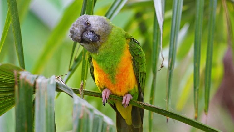 Senegal-Parrot