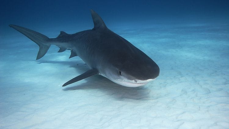 Sixgill-shark