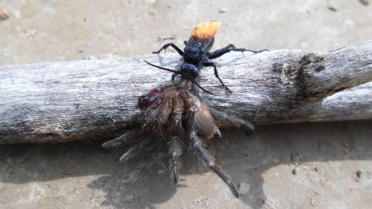 Spider-Wasp
