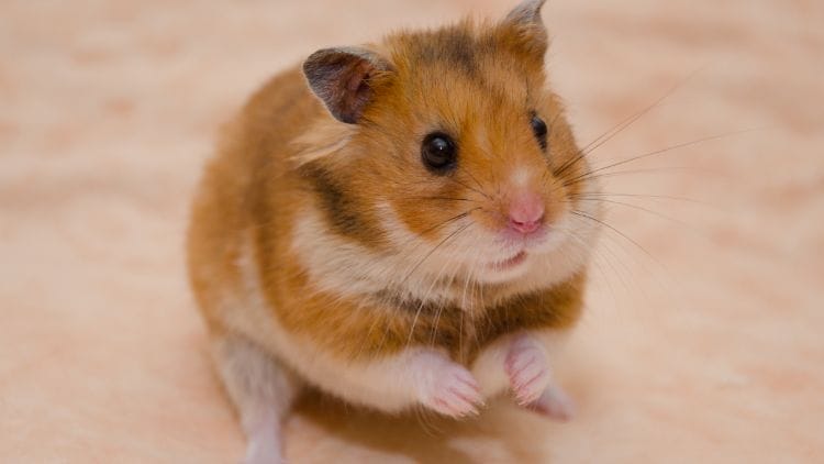 Syrian-Hamster