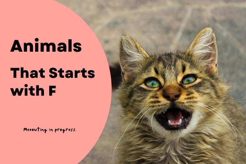 Animals that start with F | animals with beginning | Explore Images, Info, Fun Facts