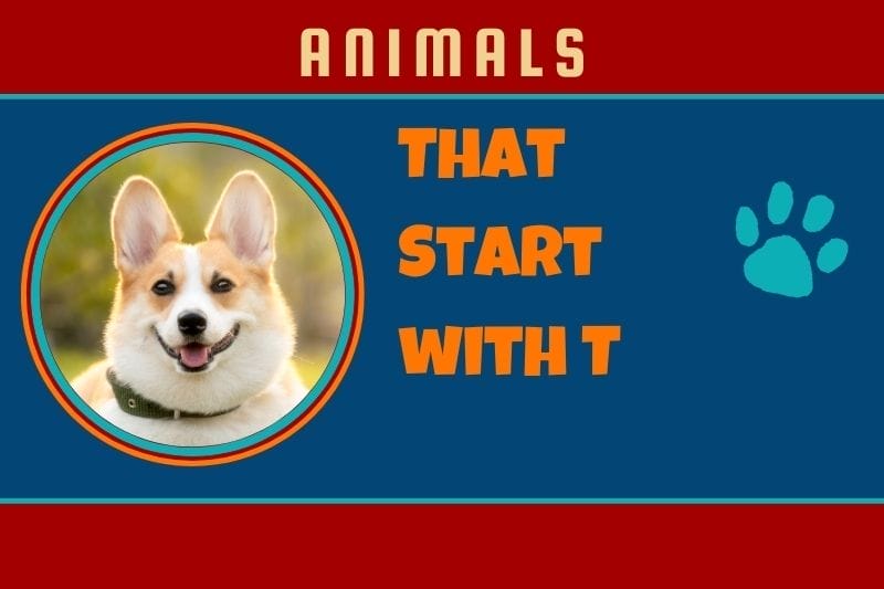 Animals That Start with T | Nmage, Images & Fun Facts