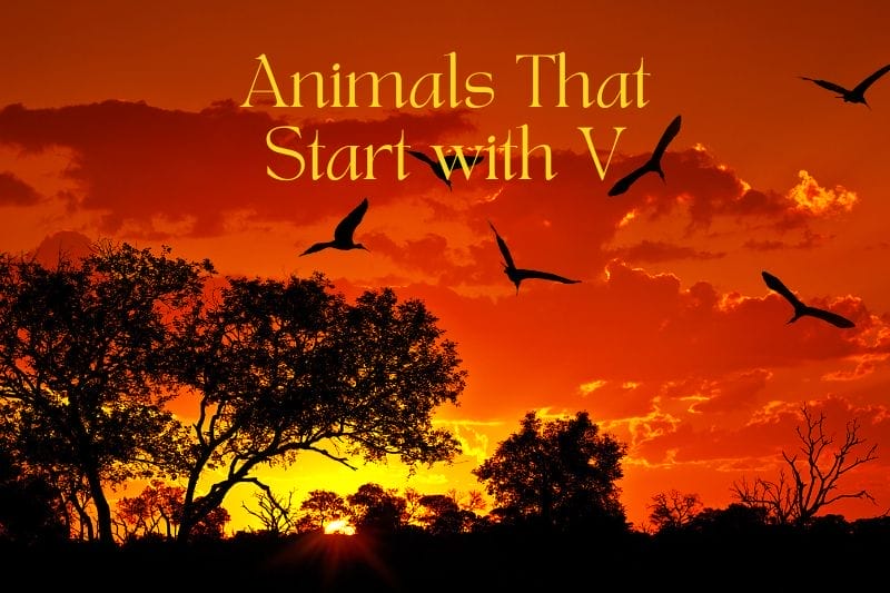 Animals That Start with V | Name, Images & Fun Facts.
