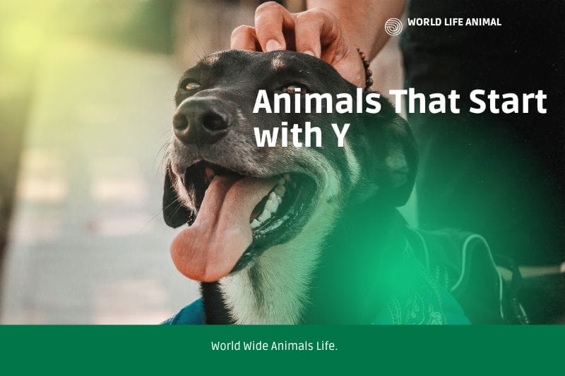 Animals That Start with Y | Name, Character & Fun Facts.