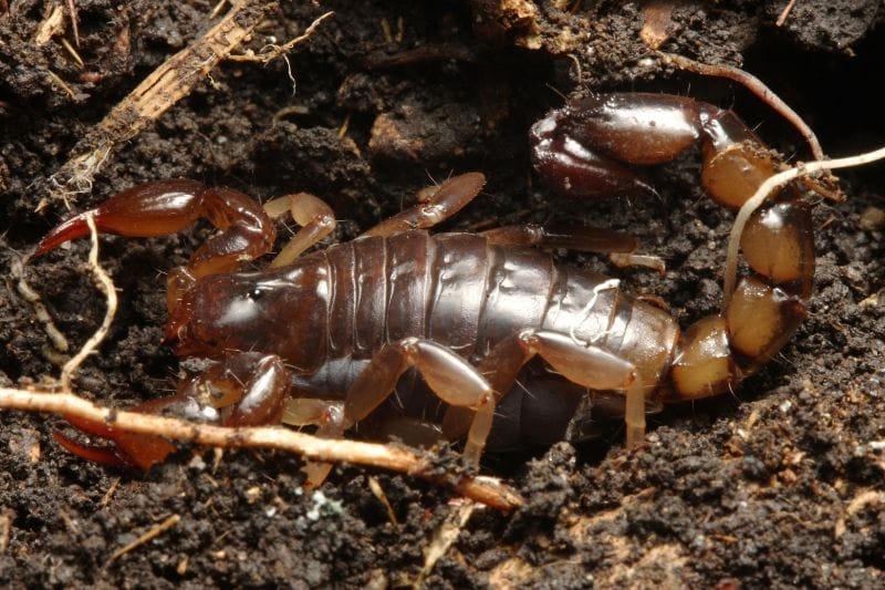 What Animal Eats Scorpions?