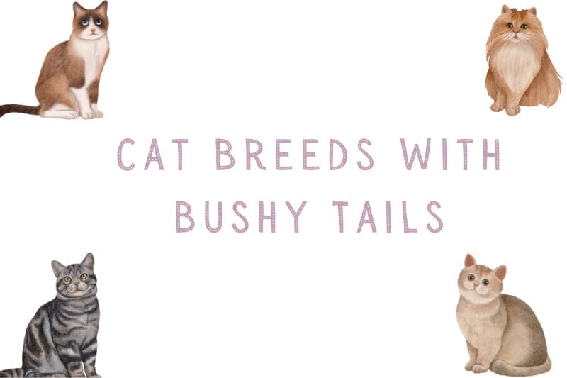 Cat Breeds with Bushy Tails
