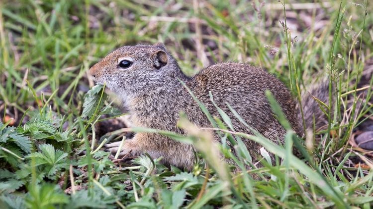 Uinta-Ground-Squirrel-Image