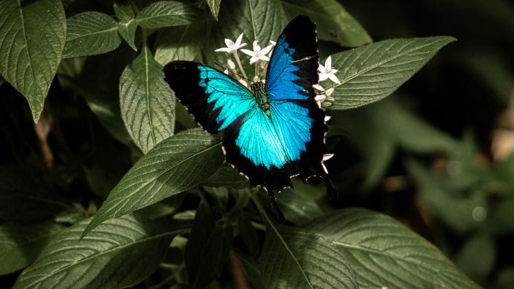 Ulysses-Butterfly-Image