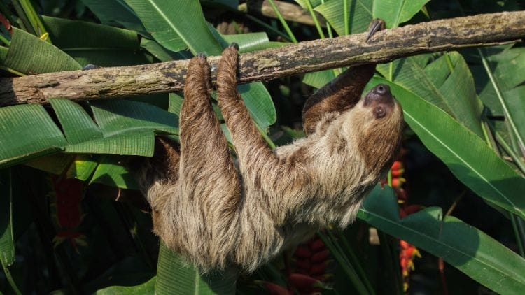 Unau-Linnaeuss-Two-Toed-Sloth-Image