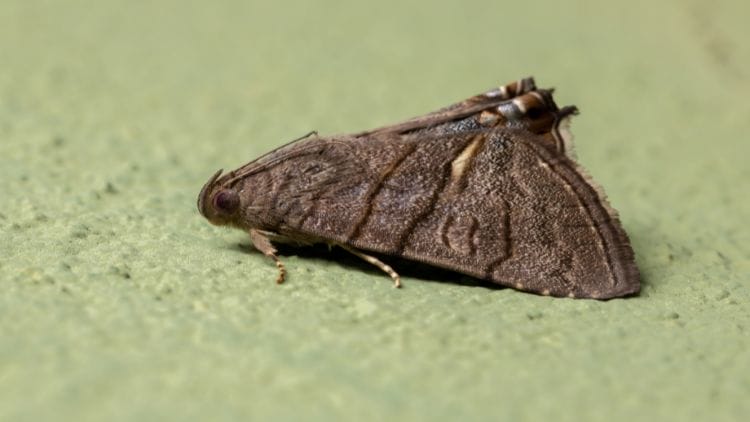 Underwing-Moth-Image