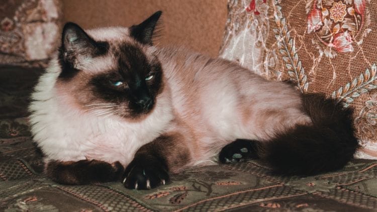 Balinese (The Long-Haired Siamese)