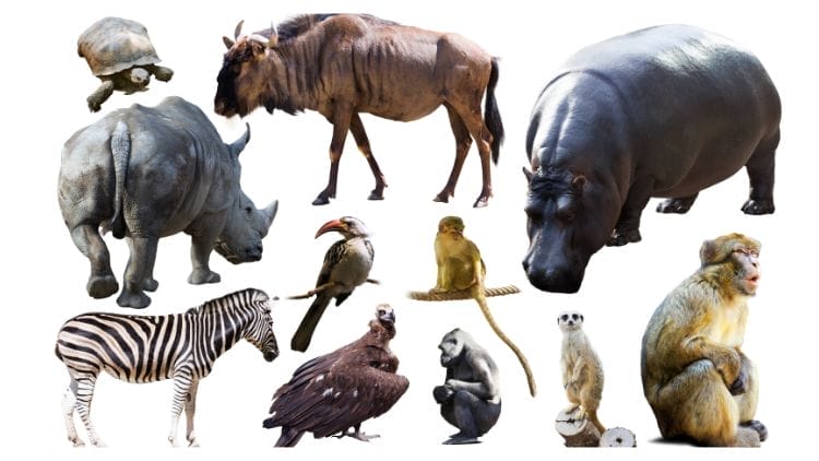Mammals-Image
