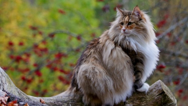  Norwegian Forest Cat-image
