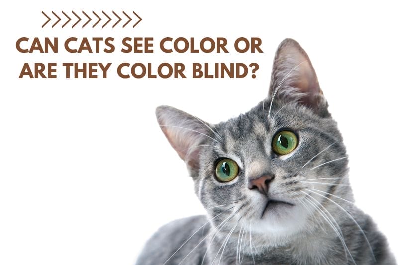 Can Cats See Color or Are They Color Blind? List of Colors They See
