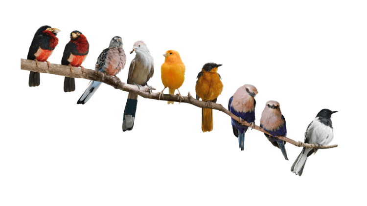 Birds-Image