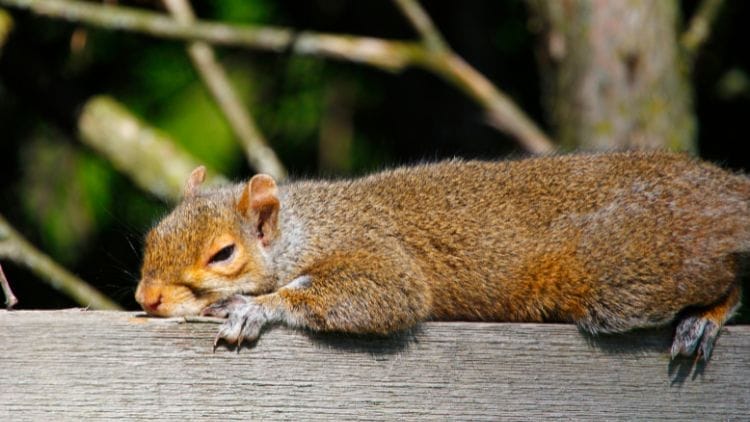 Where Do Squirrels Sleep | Sleep Habits of Squirrels