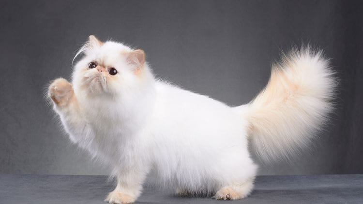 Persian Cat-image