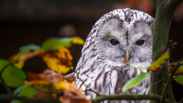 Ural-owl-Image