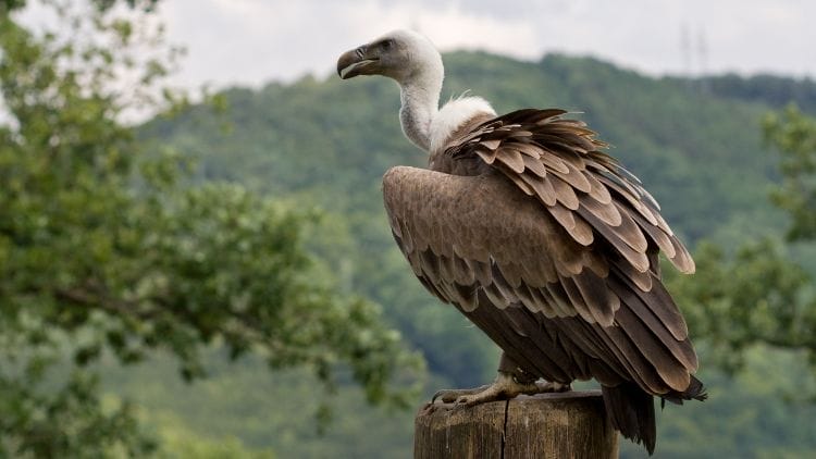 Vulture-Image