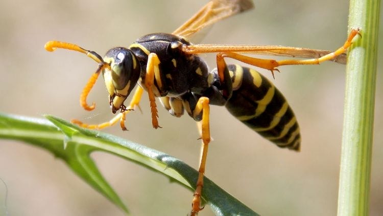 Wasp-Image