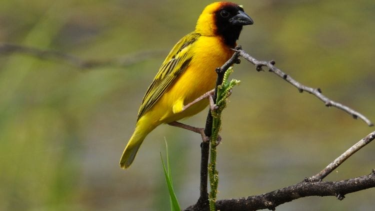 Weaver-Bird-Image
