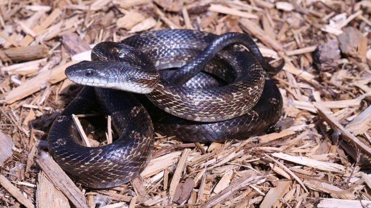 Western-Rat-Snake-Image