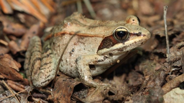 Wood-Frog-Image