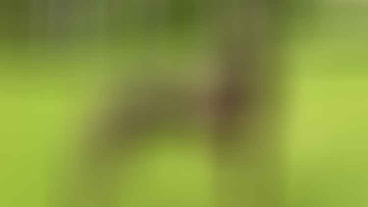 Xoloitzcuintli-Image