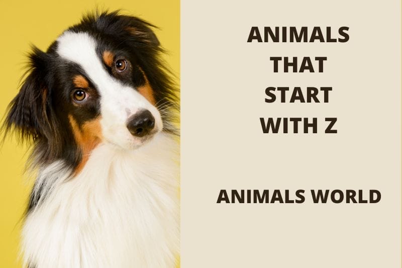 animals that start with z | Name, Image & Fun Facts.
