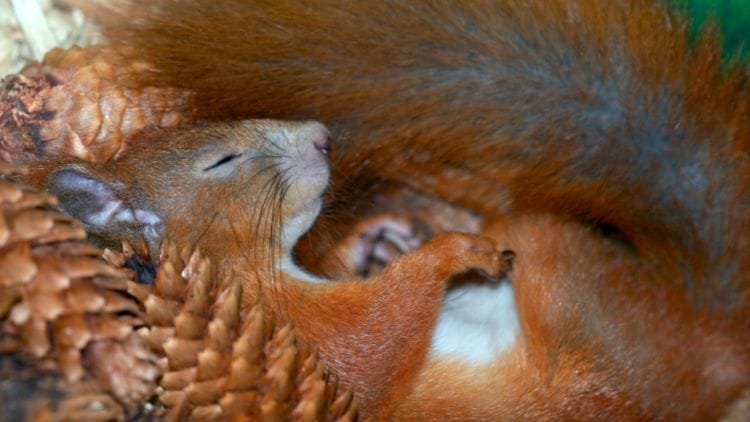 Baby Squirrels Sleep