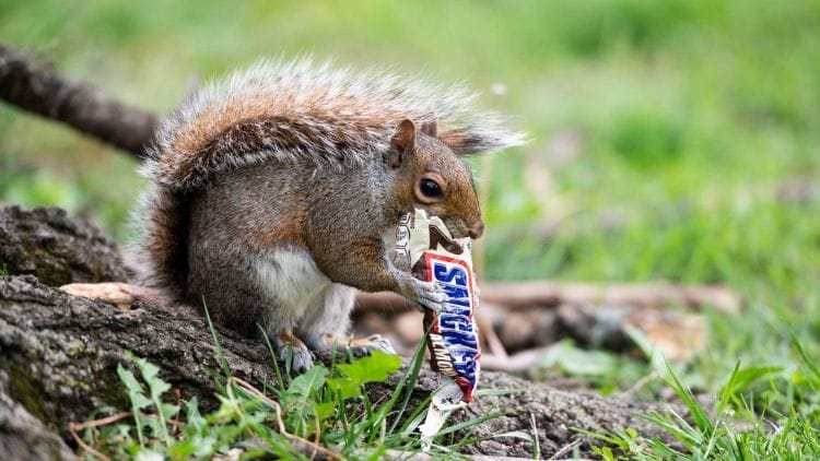 Squirrels Eat Chocolate photo