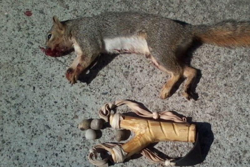 kill a squirrel