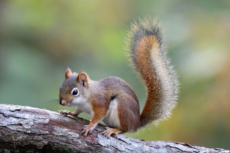 Squirrel Habits And Adaptability