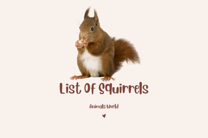 List Of Squirrels Image