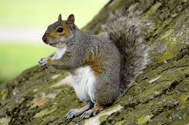Secrets of Squirrel Adaptations Image