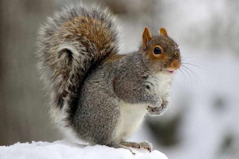 How Do Squirrels Survive Winter?