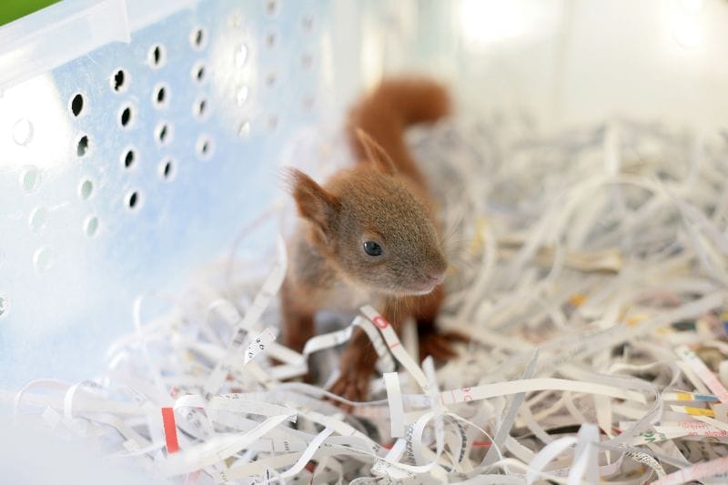 Baby Squirrels Image