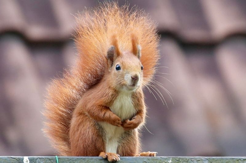 Awesome 38 Squirrel Facts
