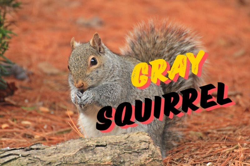 Gray Squirrel Living Breed Habitat