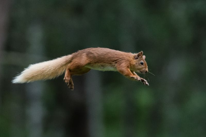Flying Squirrel Habitat Characteristics Adaptations & Facts