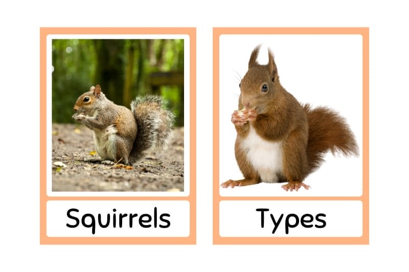 Types of Squirrels And Common Species