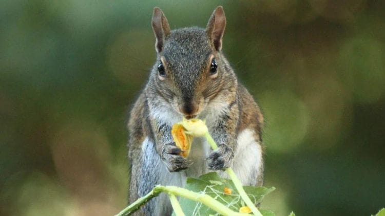 Squirrels Eat Vegetables