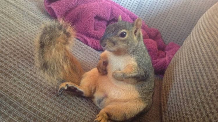 Squirrels Pets at home