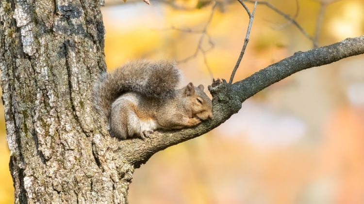 Squirrels Sleep