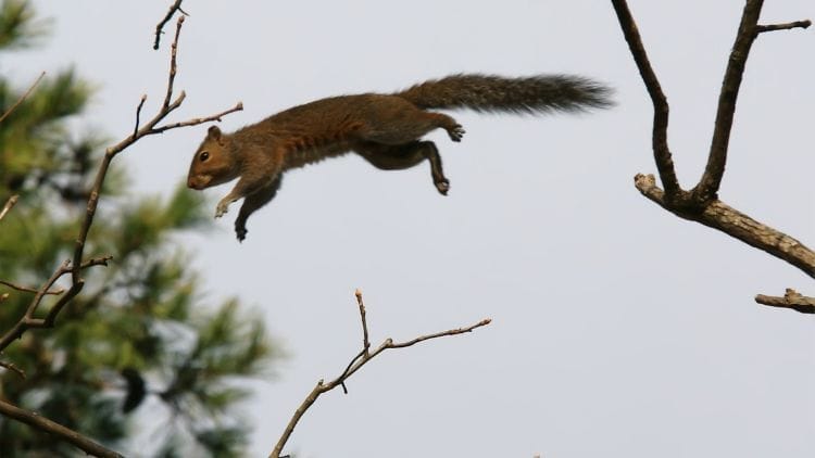 Flying Squirrel 