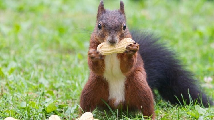 Squirrels Food and Diet 