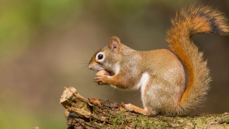 American Red Squirrel Tamiasciurus hudsonicus image
