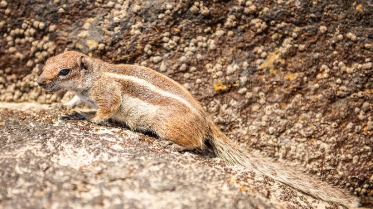 Ground Squirrel (Family: Sciuridae, various species) Imaage
