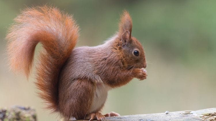 Eurasian Red Squirrel Image